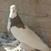 فروش دو عدد نر طوقی|پرنده|اردکان, |دیوار