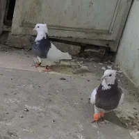 کفتر طوقی جفت