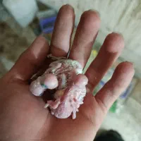 مرغ عشق مولد به همراه 4 جوجه فقط 650|پرنده|رودهن, |دیوار