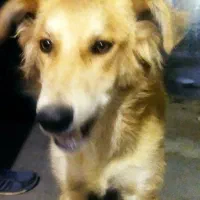 سگ نر نژاد افغان ۴ناخنه ۶ماهه زرنگ و واکسن زده