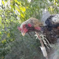 خروس لاری|حیوانات مزرعه|رباط‌کریم, رباط‌کریم|دیوار