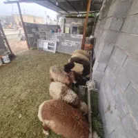 بره نر ماده