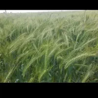 3گندم اوکراینی بوجاری شده
