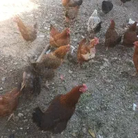 مرغ و خروس و اردک