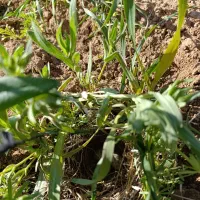 کودشیمیایی