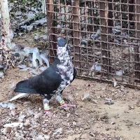 شهری سیاه نر|پرنده|برازجان, |دیوار