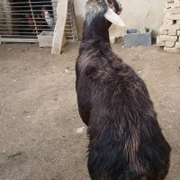 گوسفند در قوچ