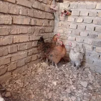 مرغ خانگی تخمگذار|حیوانات مزرعه|اردکان, |دیوار