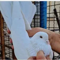 کفتر باخت رفته