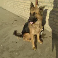 سگ ژرمن گمشده|حیوانات|کهریزک, |دیوار