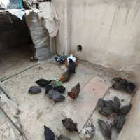 مرغ شاخدار مرغ گلین جوجه محلی