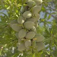 نهال های اصلاح شده انواع بادام