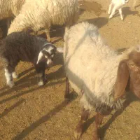 ۹عدد  میه  سه تاش زایمان کرده