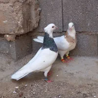کبوتر جفت طوقی اتیقه