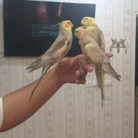 دو جفت عروس هلندی با قفس