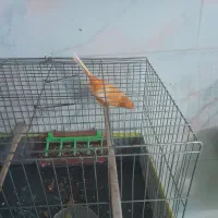 قناری رد فاکتور