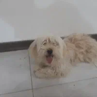 شیتزو  هشت ماهه ماده