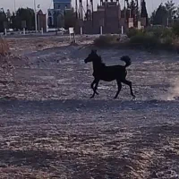 اسب