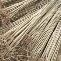 صنوبر تبریزی