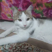 گربه ‌dsh|گربه|رودهن, |دیوار