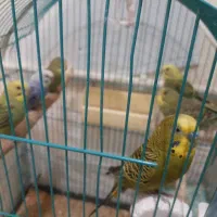 مرغ .عشق.. جوان|پرنده|تبریز, |دیوار