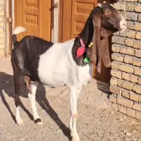 دو راس شاه بز پتیری پاکستانی گوش بلند