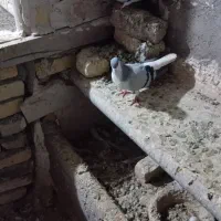 کبوتر|پرنده|اسفرورین, |دیوار