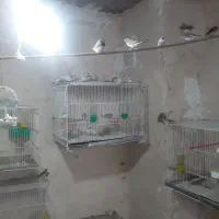 25 جفت فنچ مولد و کار داده