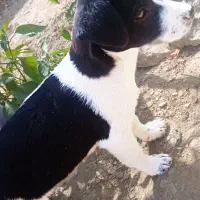 سگ پا کوتاه خوشگل و بازیگوش