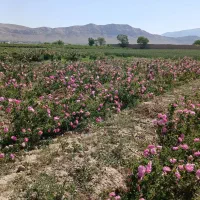 خانه-باغ-وملک-وزمین-کشاورزی