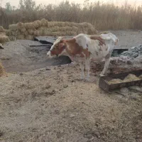 گاو ماده
