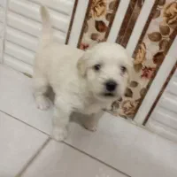 توله سگ|سگ|بروجرد, |دیوار