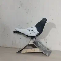 ماده سینه|پرنده|داراب, |دیوار