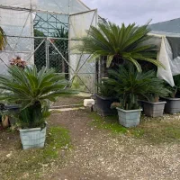 گیاه سیکاس ژاپنی ( گل تزیینی فضای سبز )