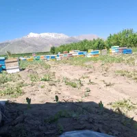 کارگر. زنبورداری.نیروی کار