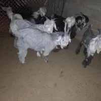 بیگ پرواری