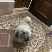 شیتزو خانگی