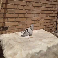 جفت کبوتر شیرازی|پرنده|سوسنگرد, |دیوار