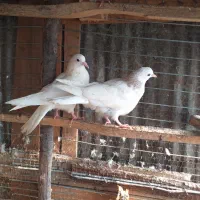 جوجه هیچ پری بام ندیده|حراج|احمدسرگوراب, |دیوار