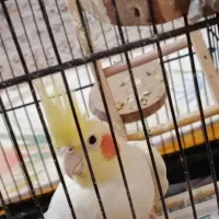 عروس هلندی 1 ساله  لوتینو تخم گذار ماده|پرنده|شاهین‌شهر, فردوسی|دیوار