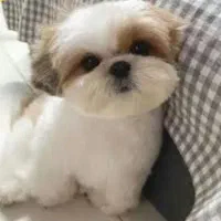 فروش تولهای شیتزو سوپرفلت