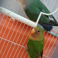 جفت جوجه طوطی برزیلی|پرنده|اردبیل, |دیوار