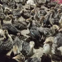 جوجه بوقلمون برنز انگلیس فروش عمده|حیوانات مزرعه|ابهر, |دیوار