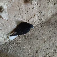 کفتر|پرنده|نیشابور, فضل|دیوار