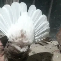 دم سفیدبدون رخ ۱۴ دم پاک