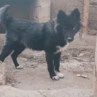 سگ ژرمن هاسکی