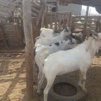 کهره آغوس ،نری،نزارفروشی|حیوانات مزرعه|قشم, |دیوار