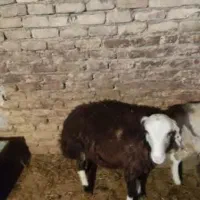 بره نر|حیوانات مزرعه|خرمآباد, |دیوار