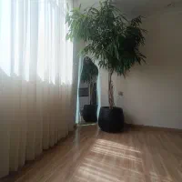 گیاه طبیعی امستر بلک