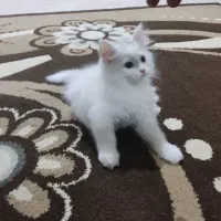 گربه پرشین سفید